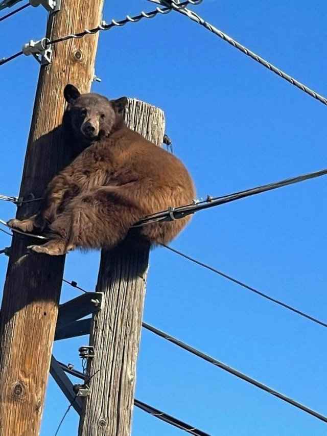 Бурый медведь электрик