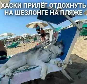 Хаски прилёг отдохнуть на шезлонге на пляже