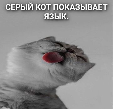 Серый кот показывает язык