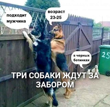 Три собаки ждут за забором