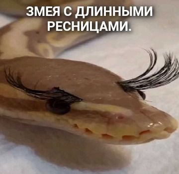 Змея с длинными ресницами