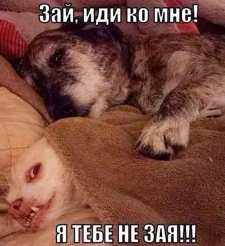 Зай, иди ко мне! Я ТЕБЕ НЕ ЗАЯ!!!