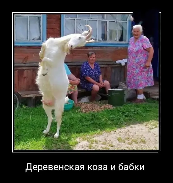 Деревенская коза и бабки.