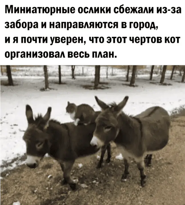 Миниатюрные ослики сбежали из-за забора и направляются в город