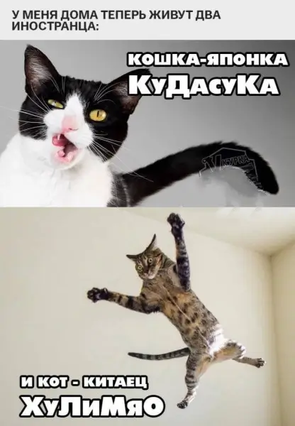У меня дома теперь живут два иностранца: кошка-японка КуДасуКа